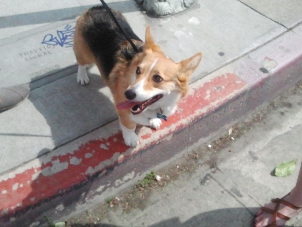 Leave it to me to spot the lone Corgi in attendance.