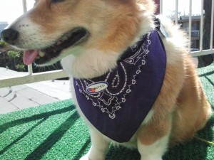 The Corgi assures me she cast her vote for a bike-friendly candidate, thanks to the little-known Corgi Suffrage Act of 1979.