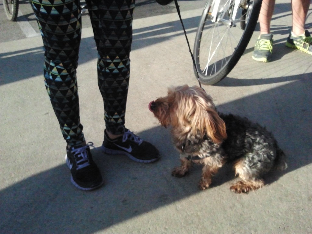 Not all the participants were human. Because even a dog knows leaving someone lying injured or bleeding in the street is inhuman.
