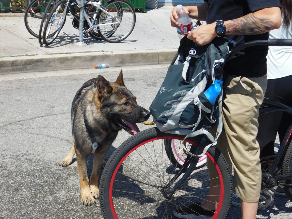 Doglavia