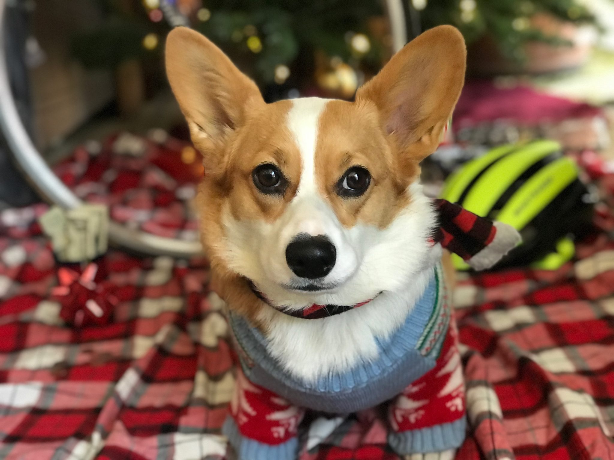 The abject failure of Vision Zero in America, the dangers of conflating ebikes and e-motos, and Calbike’s 2026 agenda