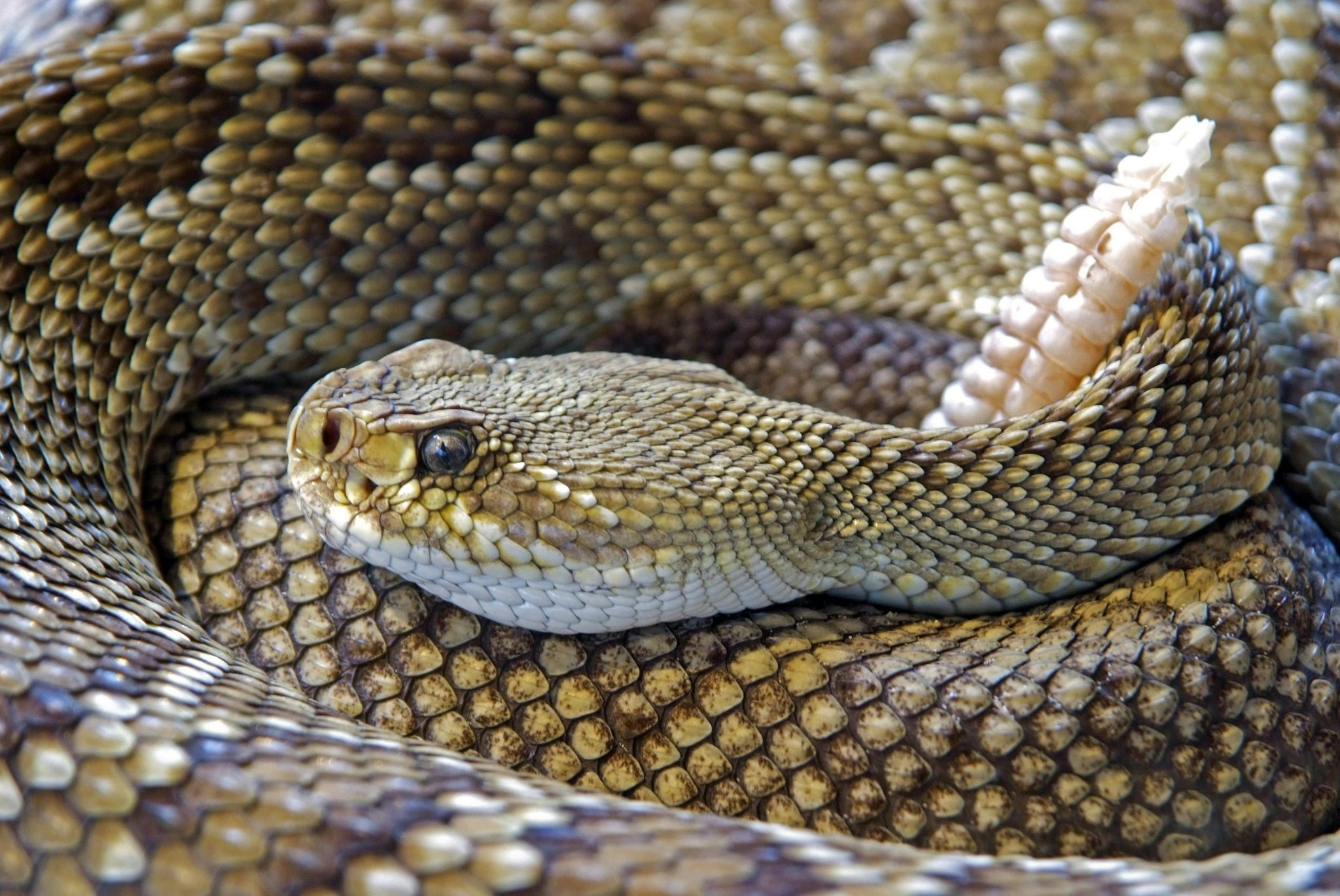 25-year old Costa Mesa man dies over a month after being bitten by a rattlesnake while mountain biking in Irvine
